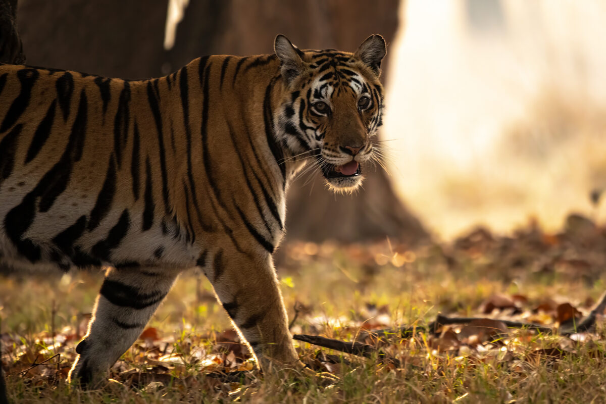 Tiger werden immer häufiger im Satpura Park.