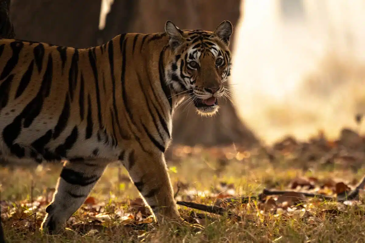 Tiger werden immer häufiger im Satpura Park.