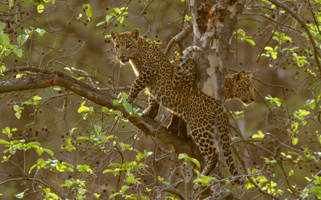 Satpura Tiger Reserve: Der ultimative Safari-Guide für Fotografen