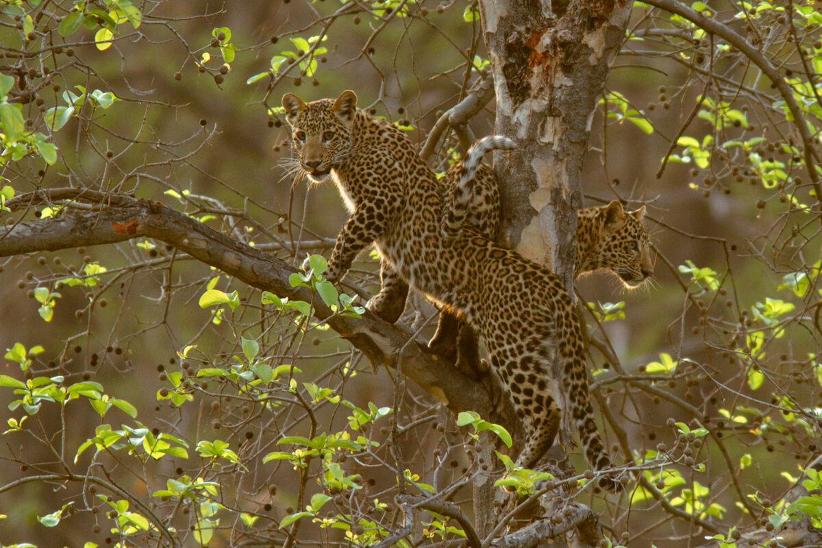 Leoparden klettern auf einem Baum