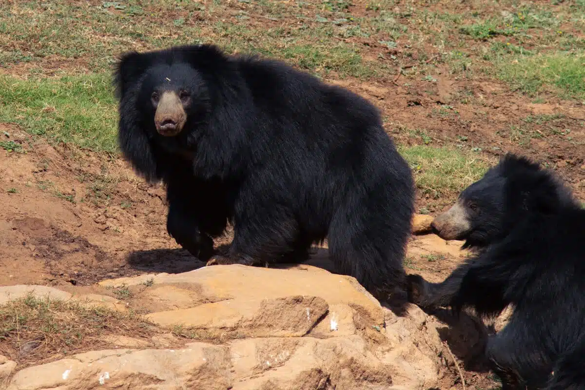 Zwei Lippenbären aus dem Satpura