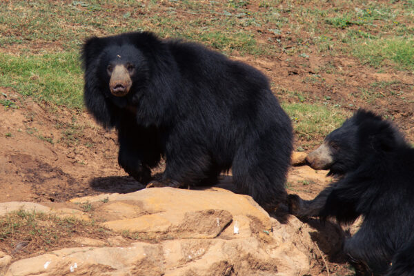 Zwei Lippenbären aus dem Satpura