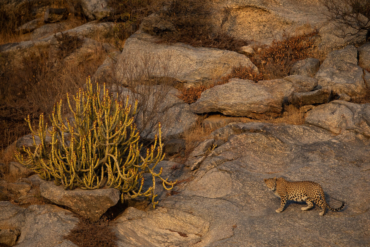 Leopard in der weiten Landschaft von Bera