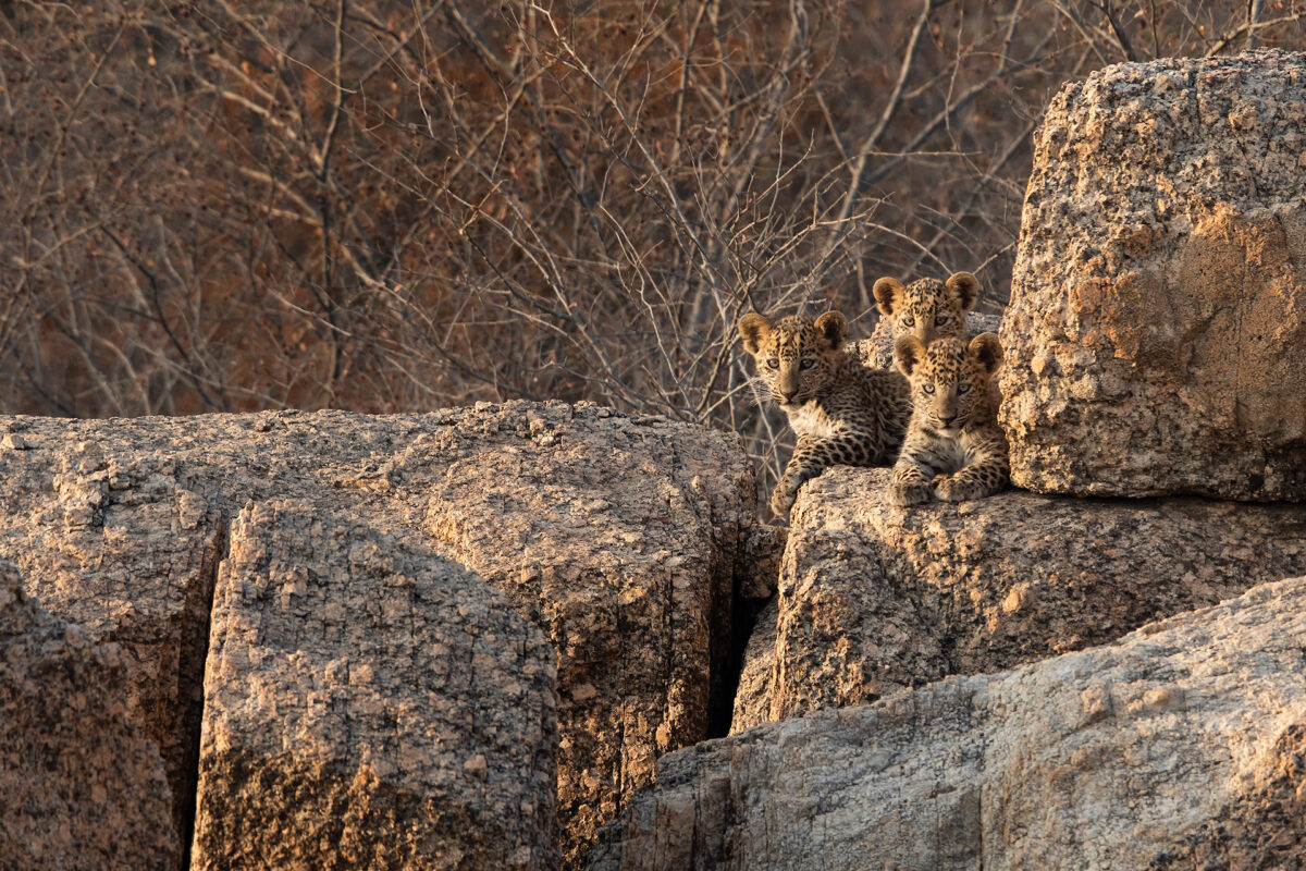 Drei junge Leoparden beobachten die Umgebung aus ihrem Versteck.