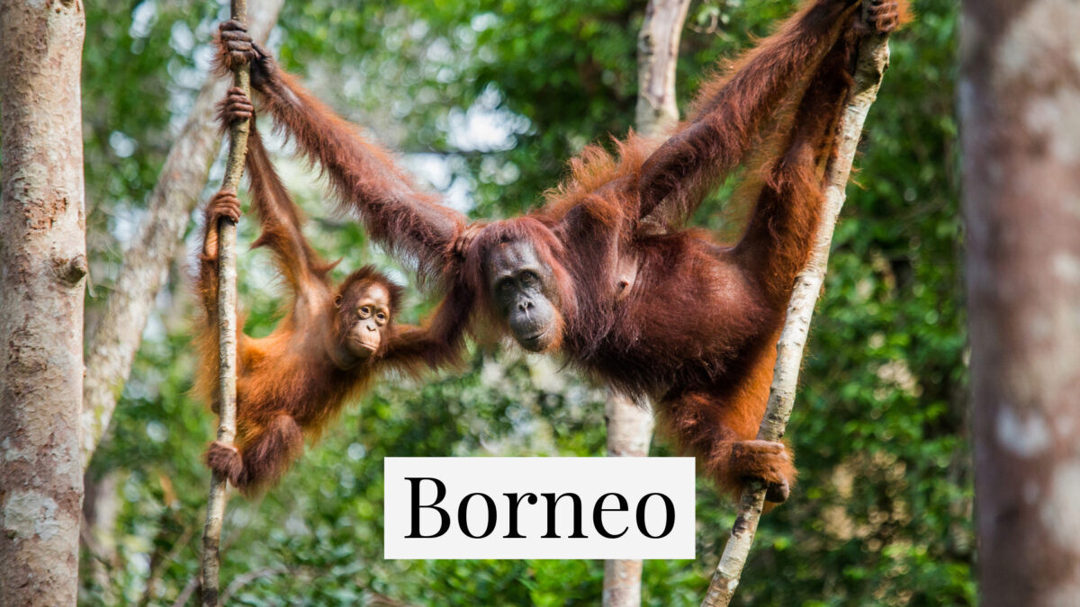 Orang Utans in Borneo