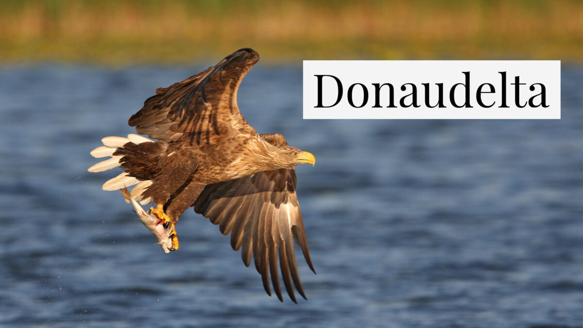 Seeadler im Donaudelta