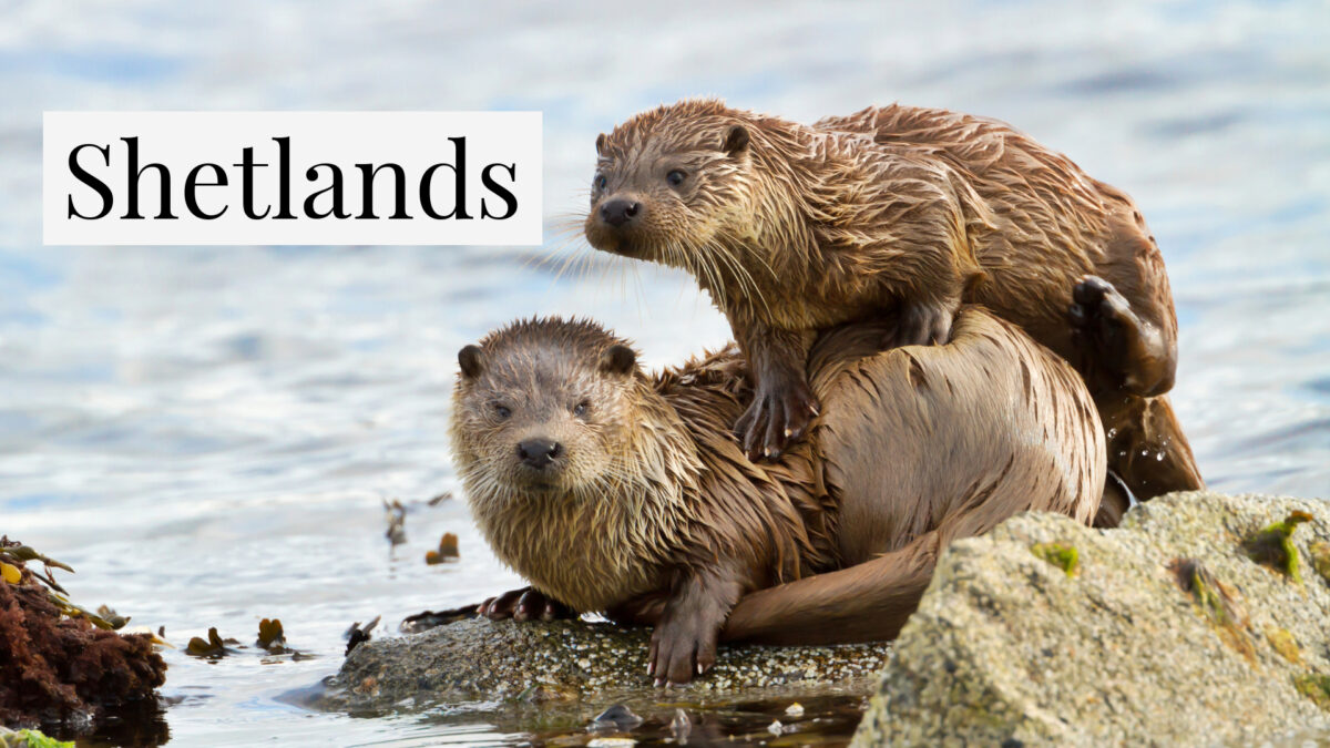 Otter auf den Shetland Inseln