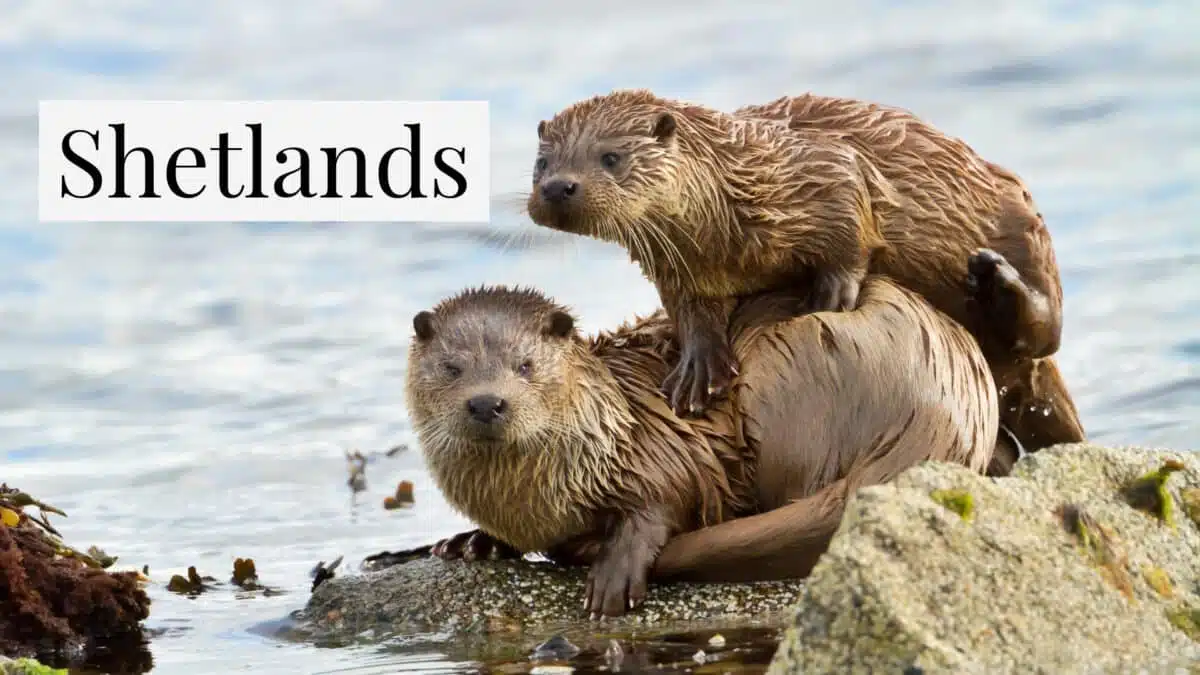 Otter auf den Shetland Inseln