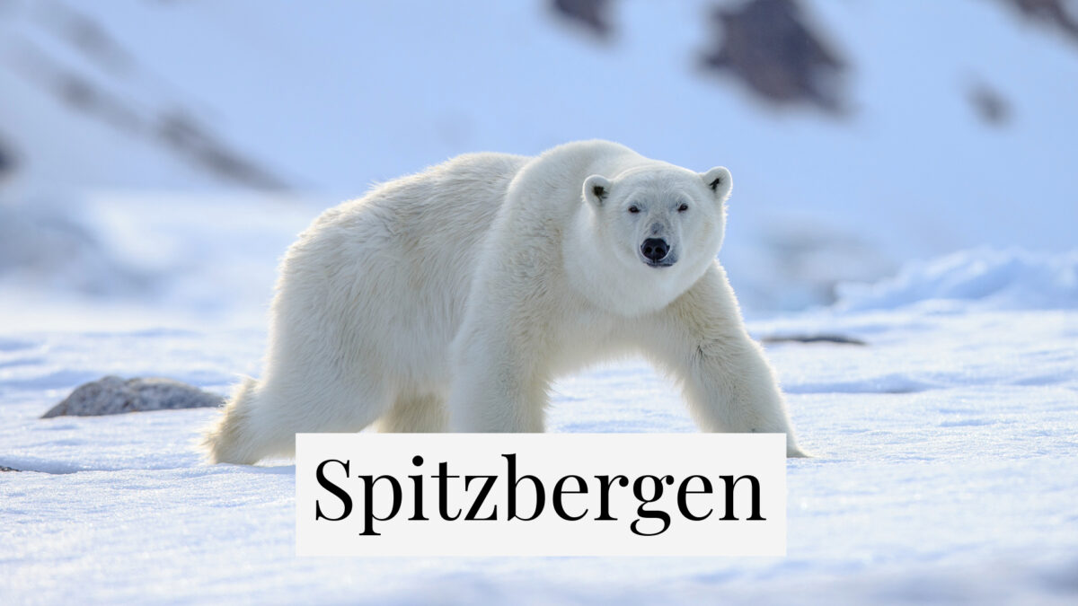 Eisbär in Norwegen