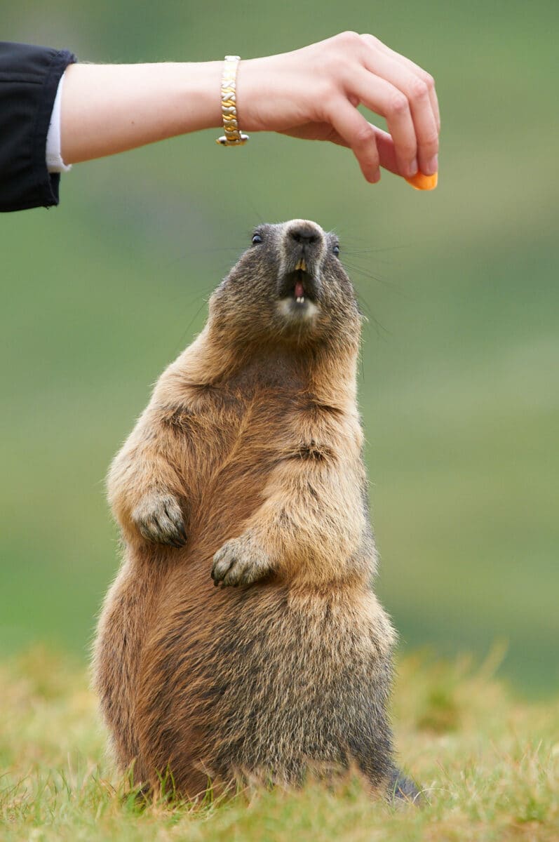 A marmot is being fed.