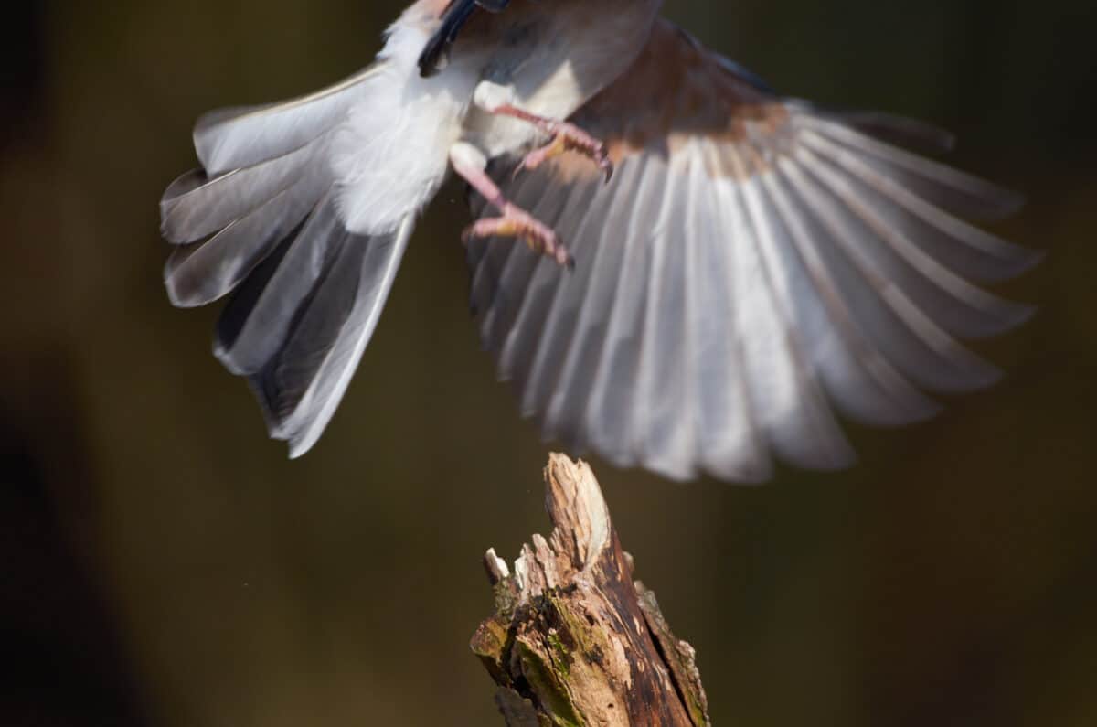 Jay taking off.