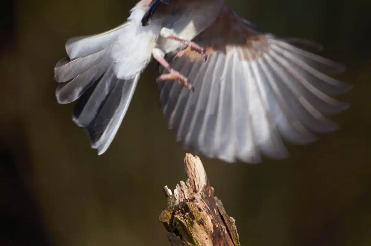 Eichelhäher im Abflug.