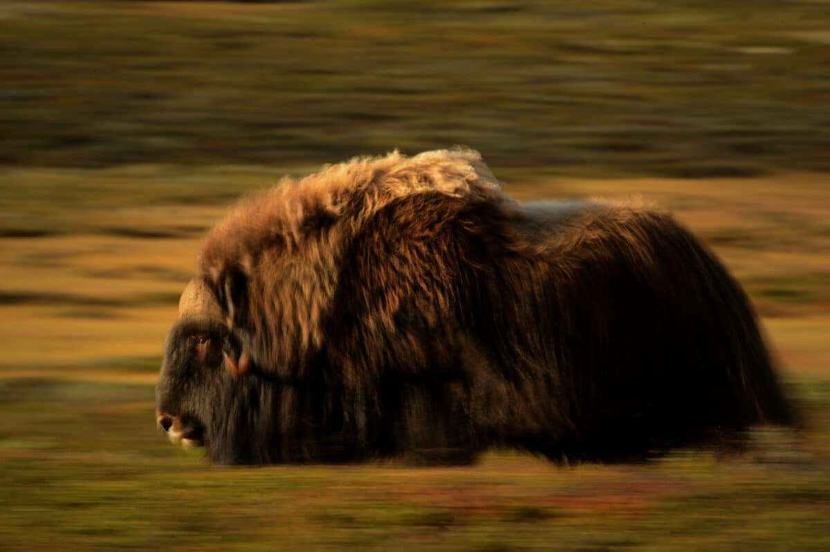 A musk ox roams the fells.