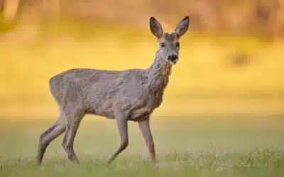 Wildlife Fotografie: Tipps für Einsteiger
