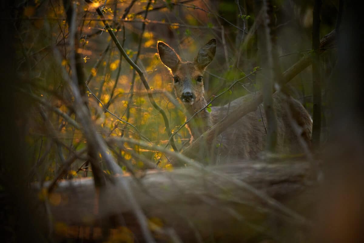 A deer watches the photographer from the thicket.
