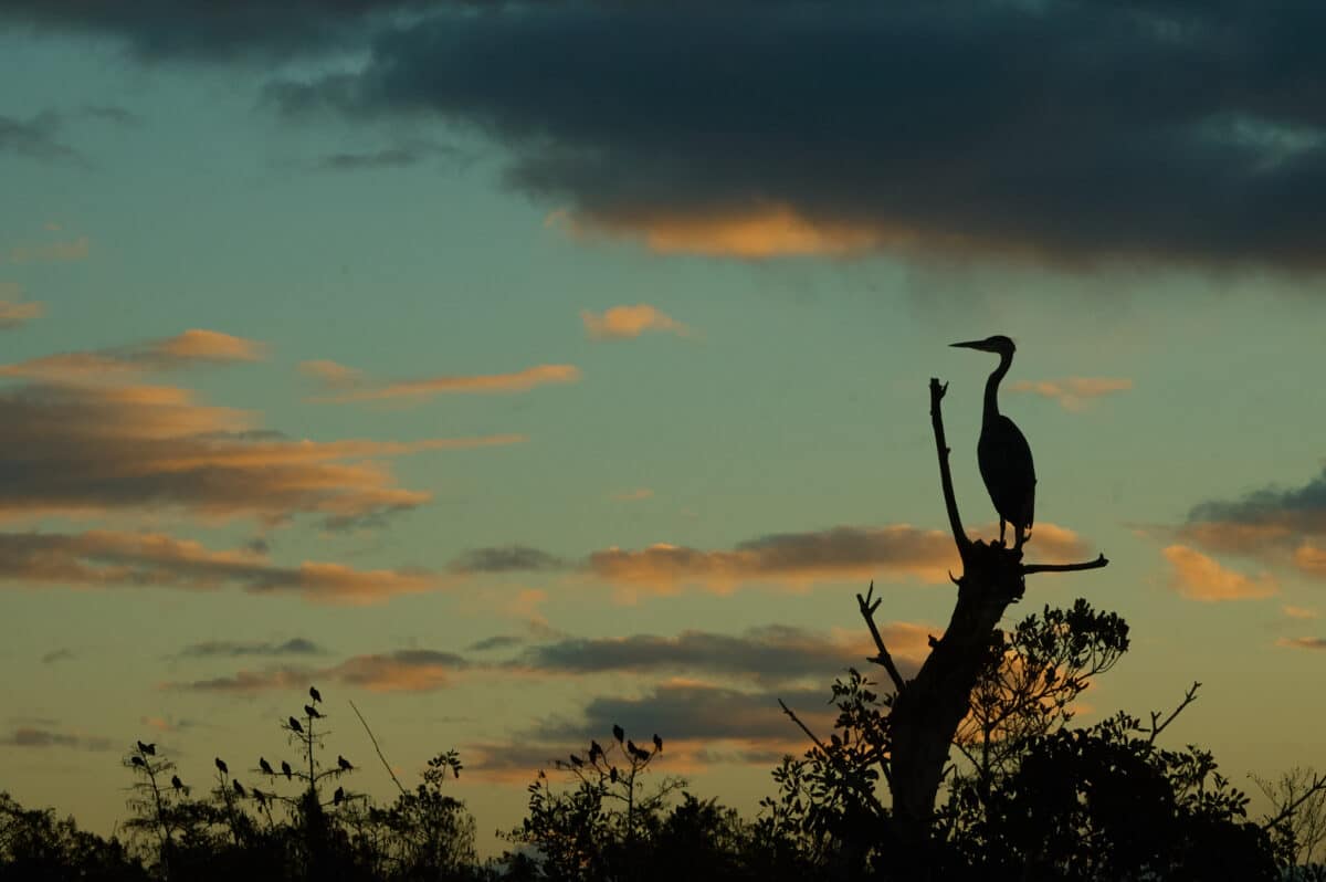 Herons at sunrise in the Everglades