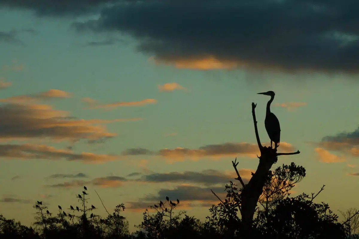 Reiher bei Sonnenaufgang in den Everglades