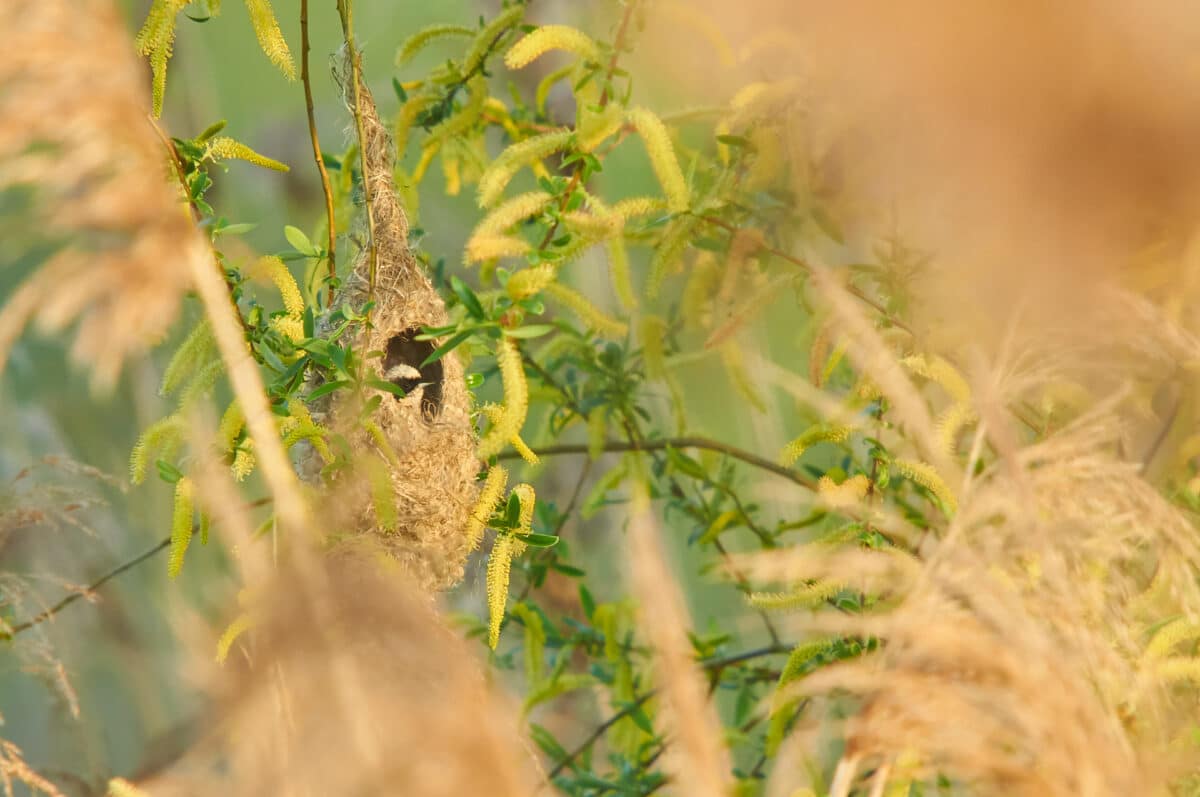 Penduline tit nest in reeds