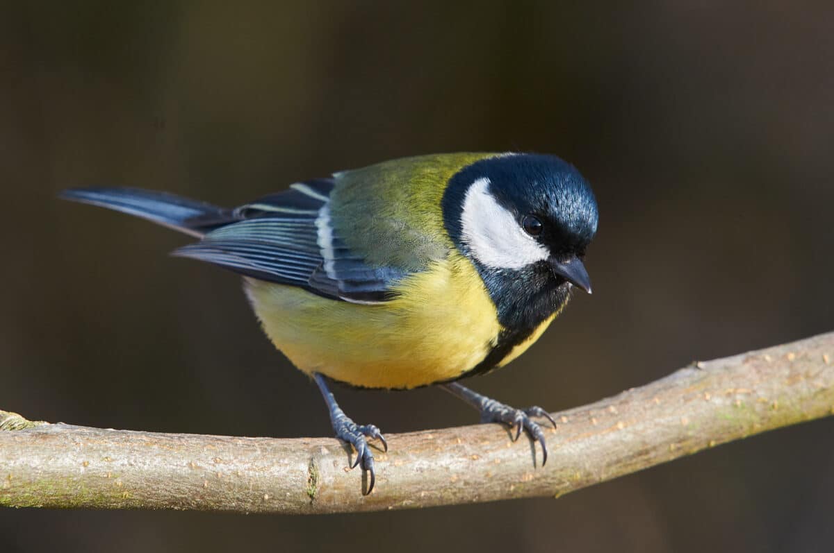 Great tit at the winter feeding