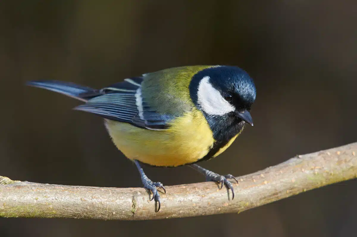 Boring picture of a great tit Great tit at the winter feeding