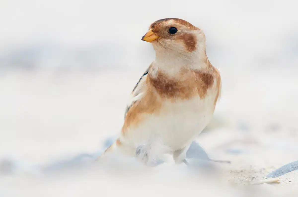 Schneeammer auf Helgoland