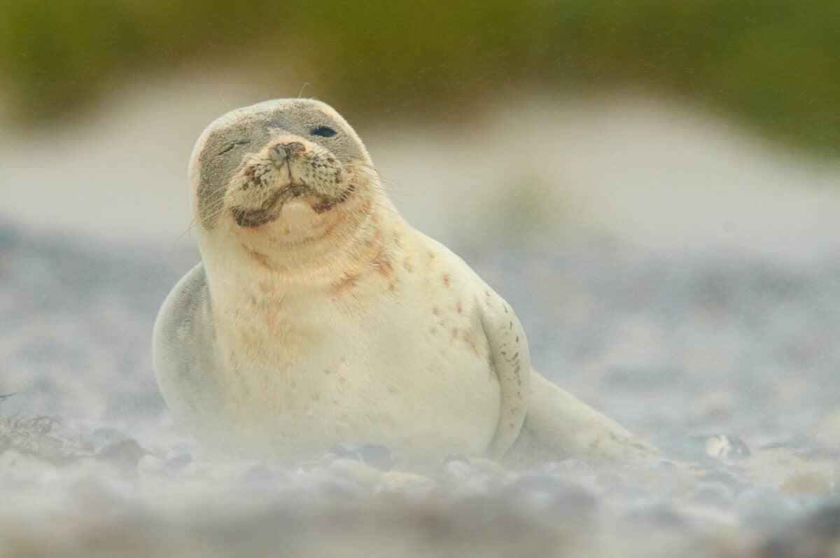 Seal on Heligoland's dune
