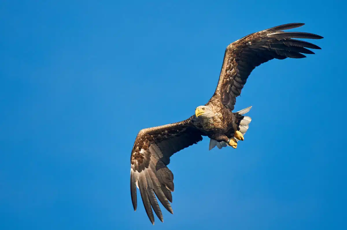 Seeadler vor blauem Himmel