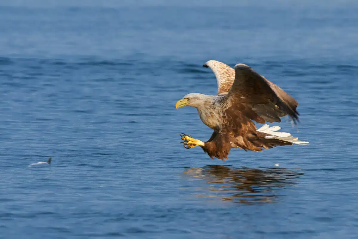 Seeadler fängt einen Fisch