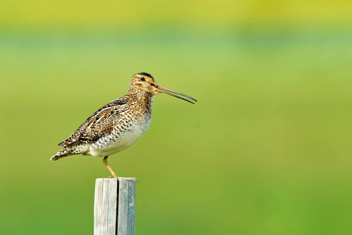 Snipe on a fence post