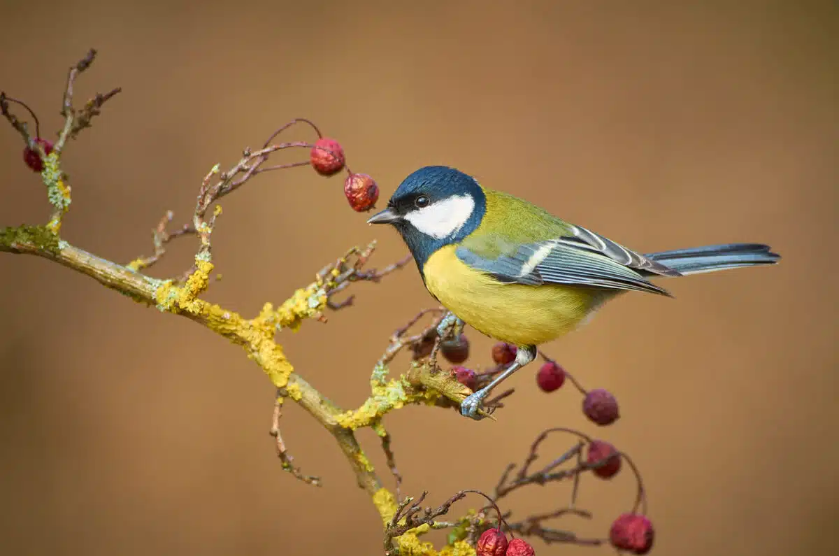 Great tit excitingly photographed Great tit on branch with berries in winter