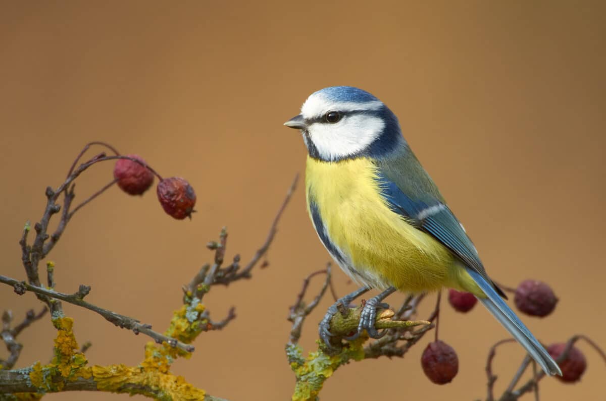 Blue tit on a branch in the garden