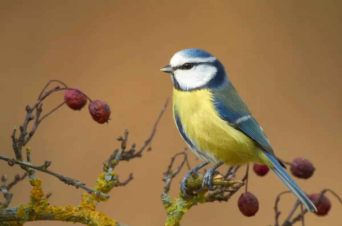 Blaumeise auf einem Ast im Garten
