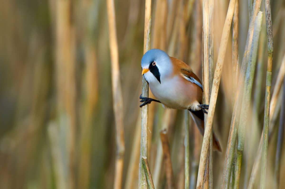 Bearded Tit in the reeds at Federsee