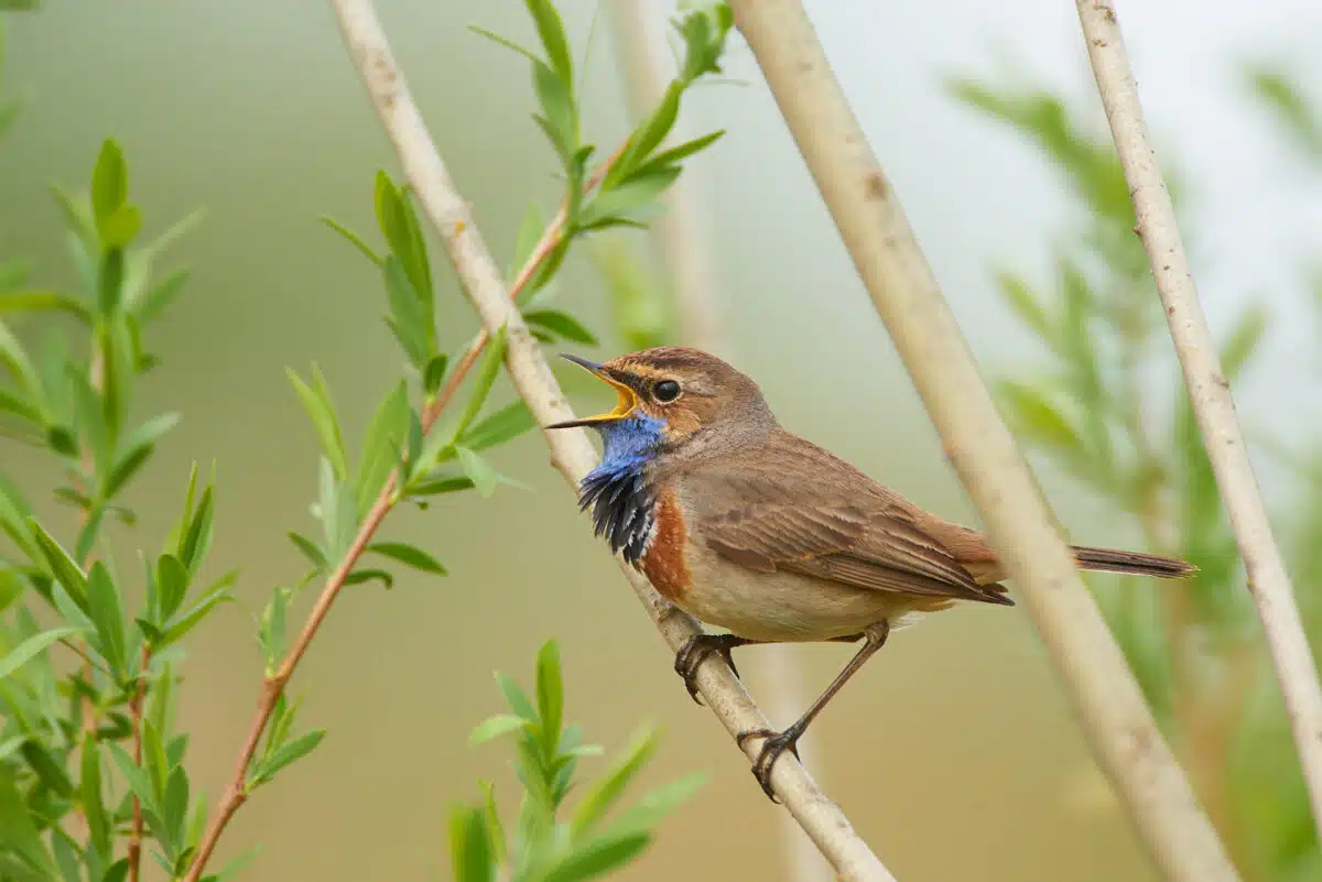 Blaukehlchen singt im Schilf