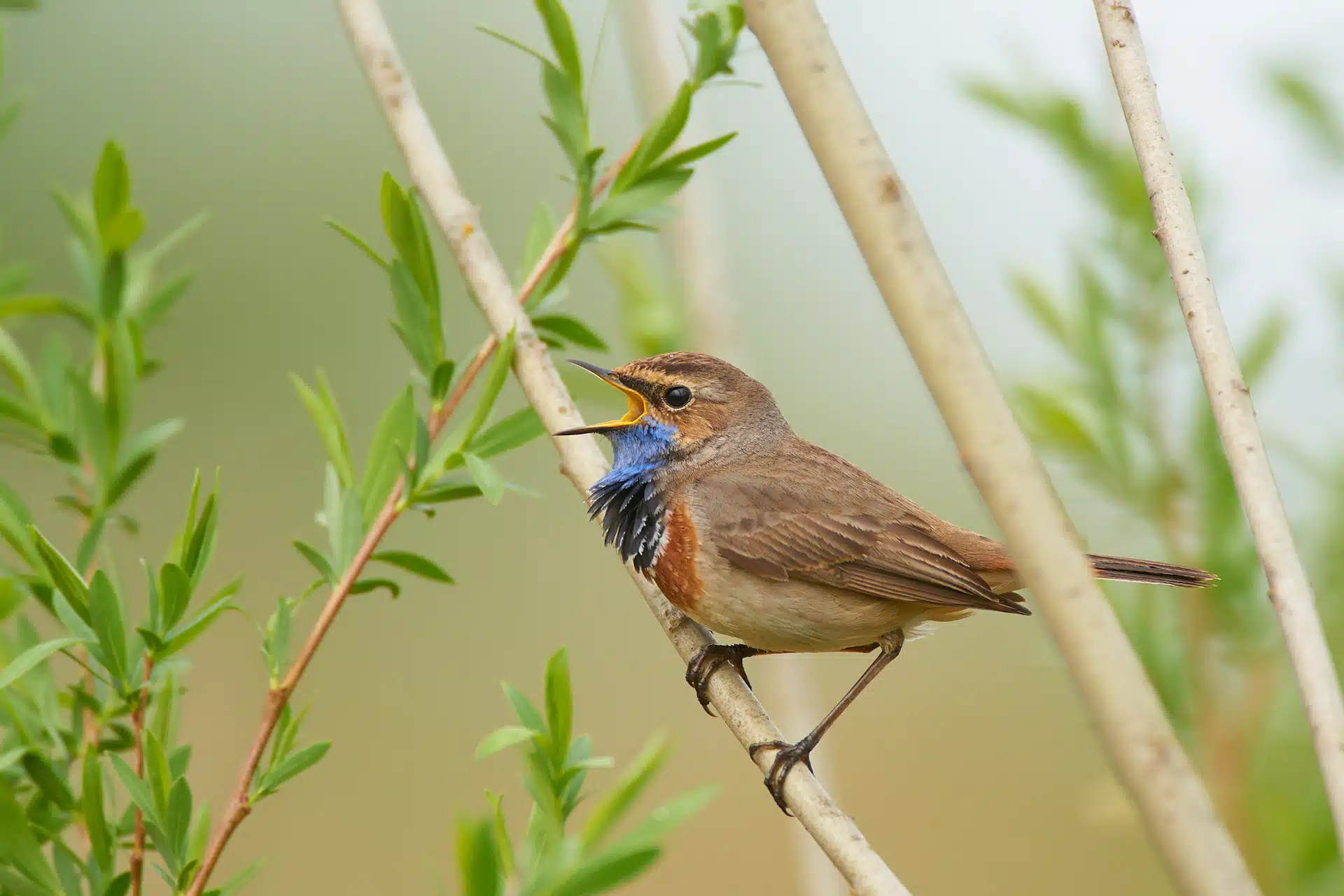 Singendes Blaukehlchen