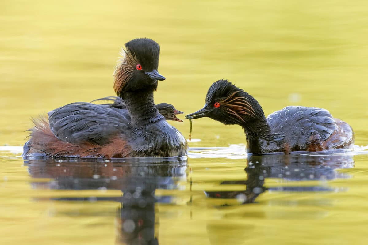 Black-necked grebes feeding their young, which are still carried on their backs.