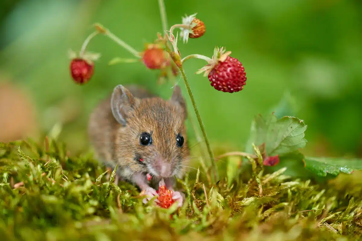 Waldmaus frisst Erdbeeren
