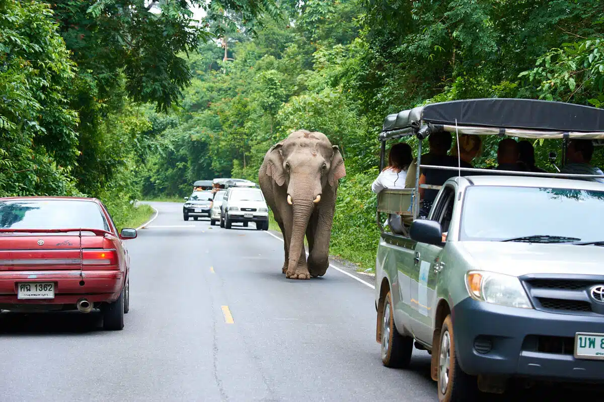 Asiatischer Elefant im Khao Yai nutzt die Straße als bequemen Wechsel.
