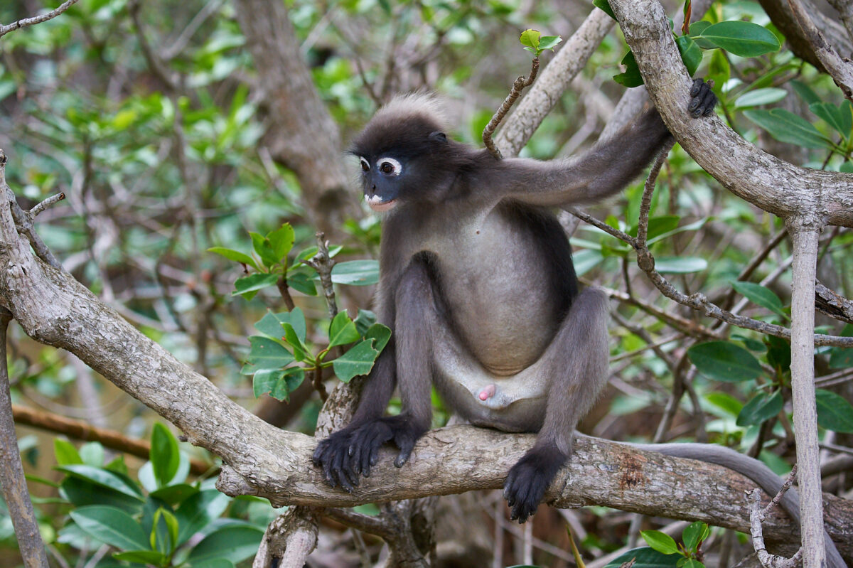 Langur vor Mangroven-Chaos