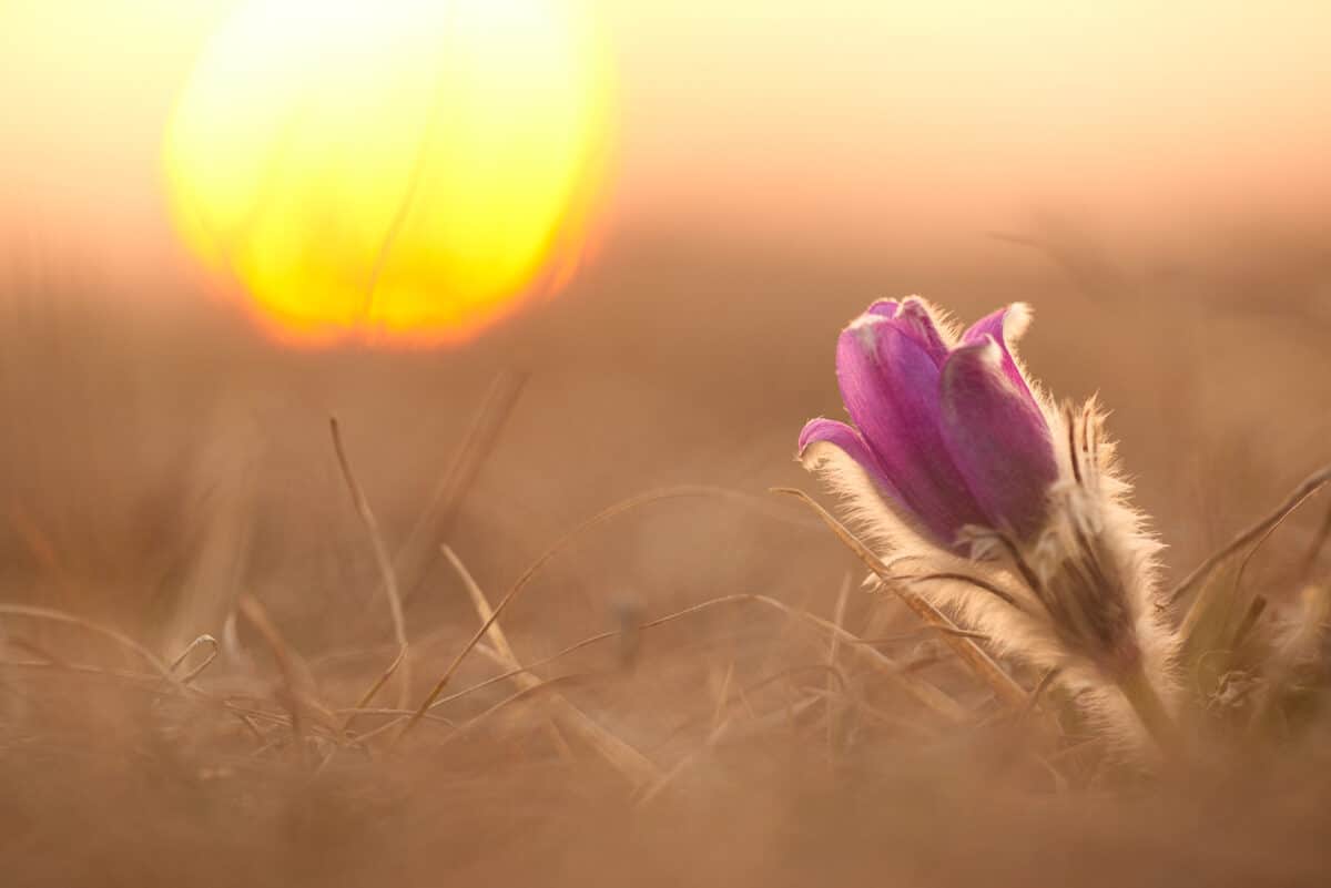 Pasque flower in the Fröttmaninger Heide