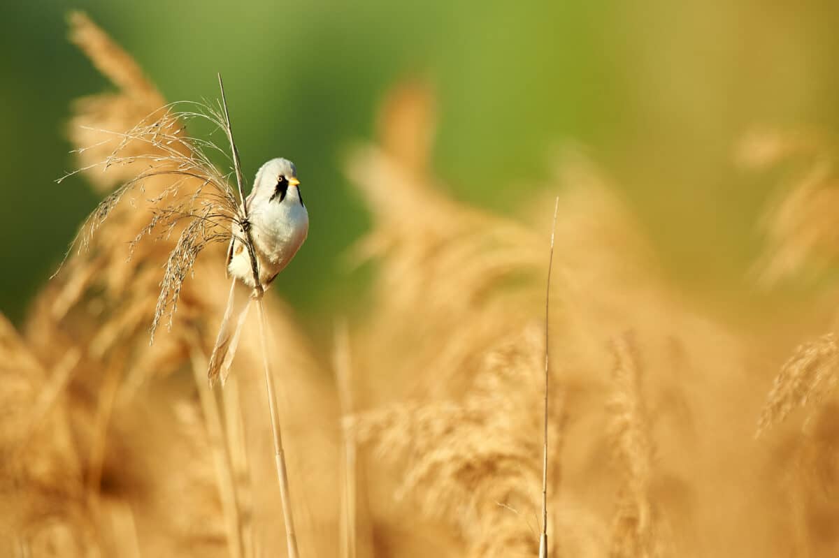 Male bearded tit in the reeds