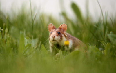 Hamster in Wien: Feldhamster fotografieren am Friedhof Meidling