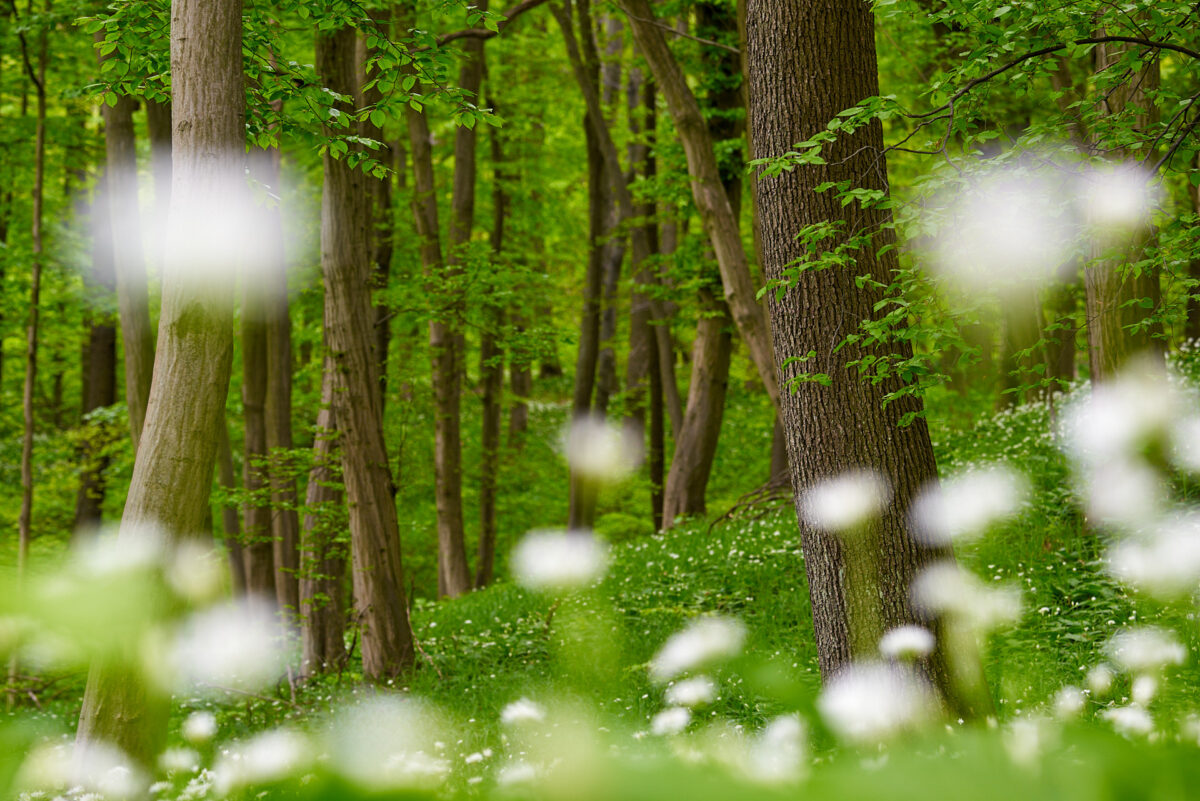 Bärlauchwald im Frühling