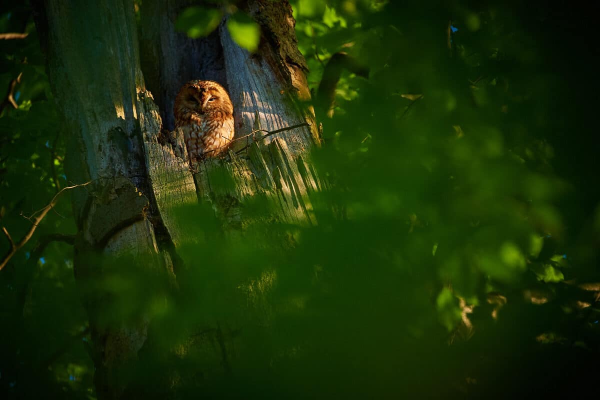 Tawny owl in the English Garden Munich