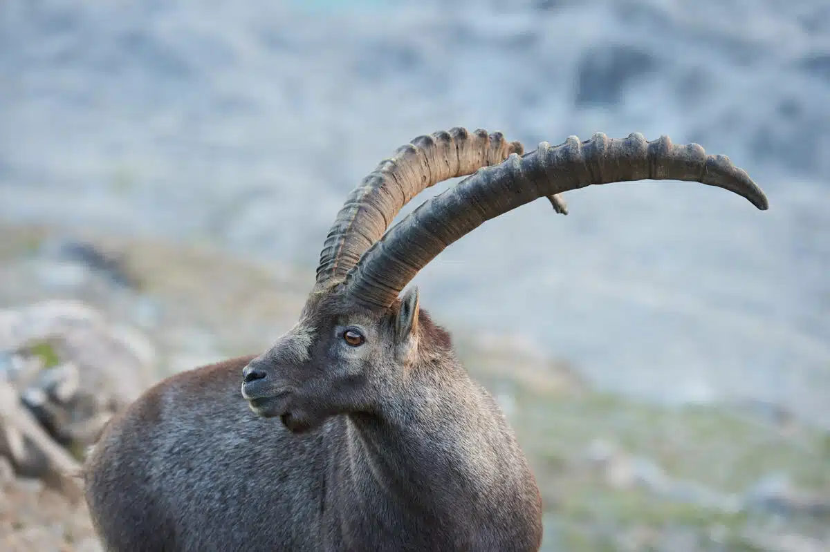 Steinbock an der Großglockner-Hochalpenstraße