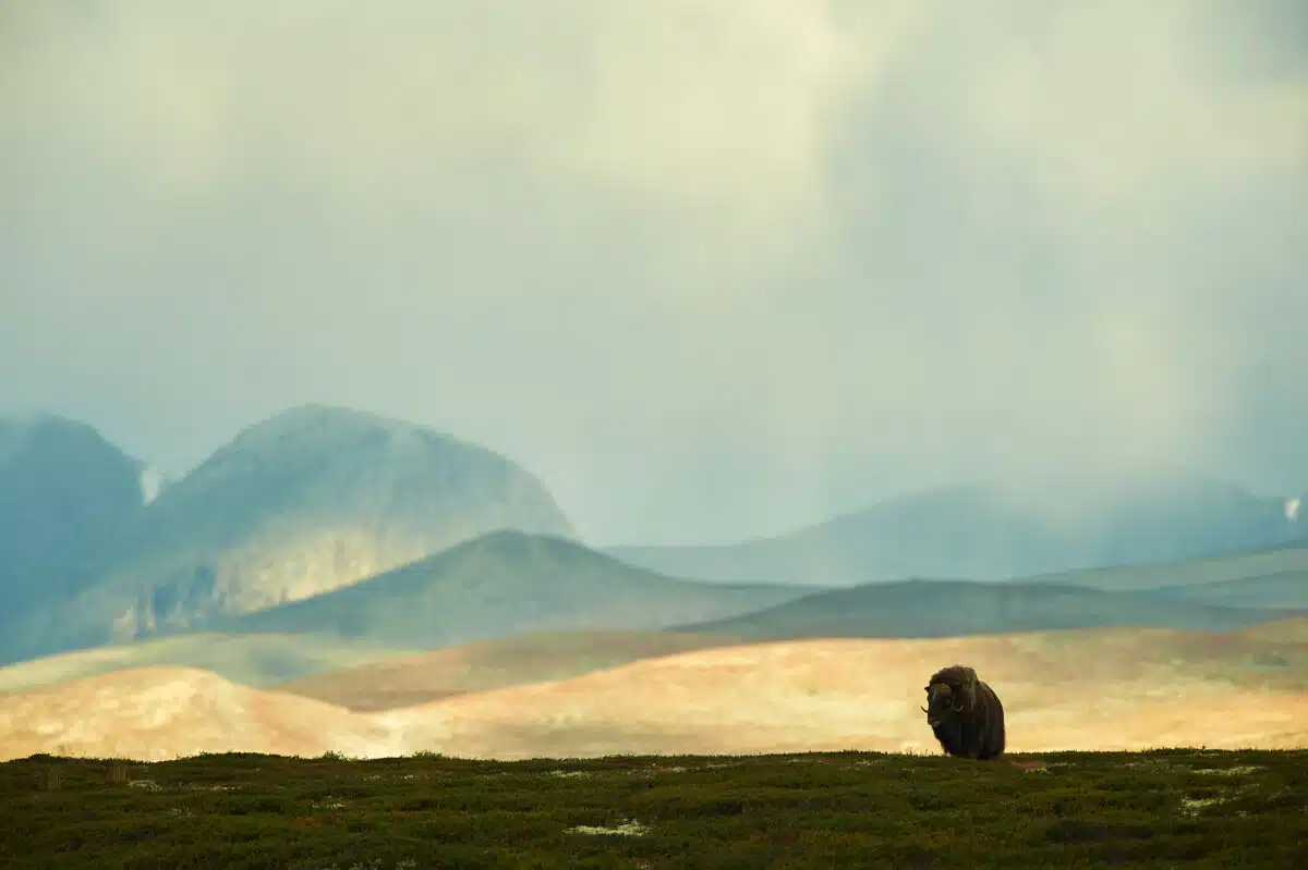 Moschusochse in den Weiten des Dovrefjell
