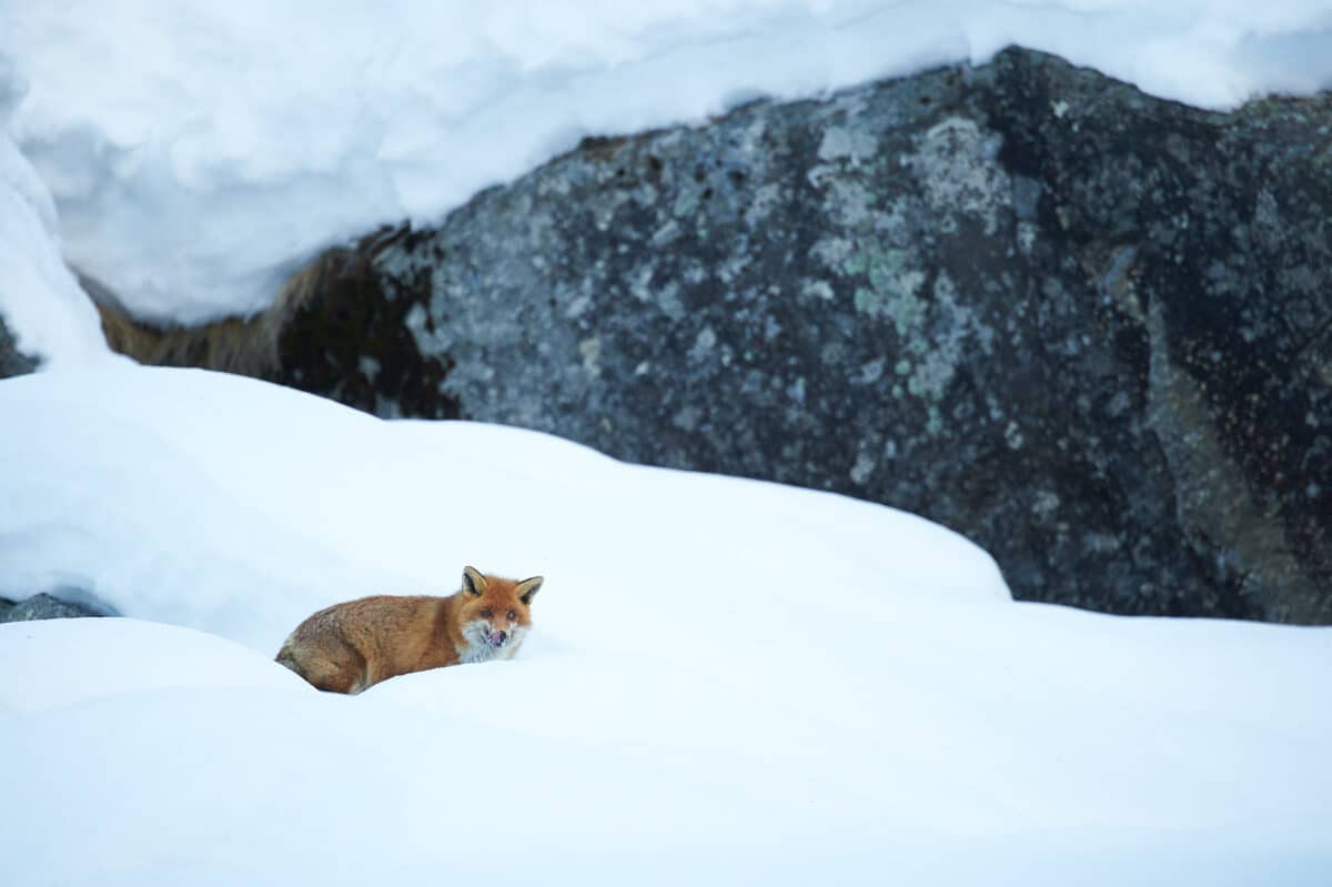 Red fox in winter, Gran Paradiso