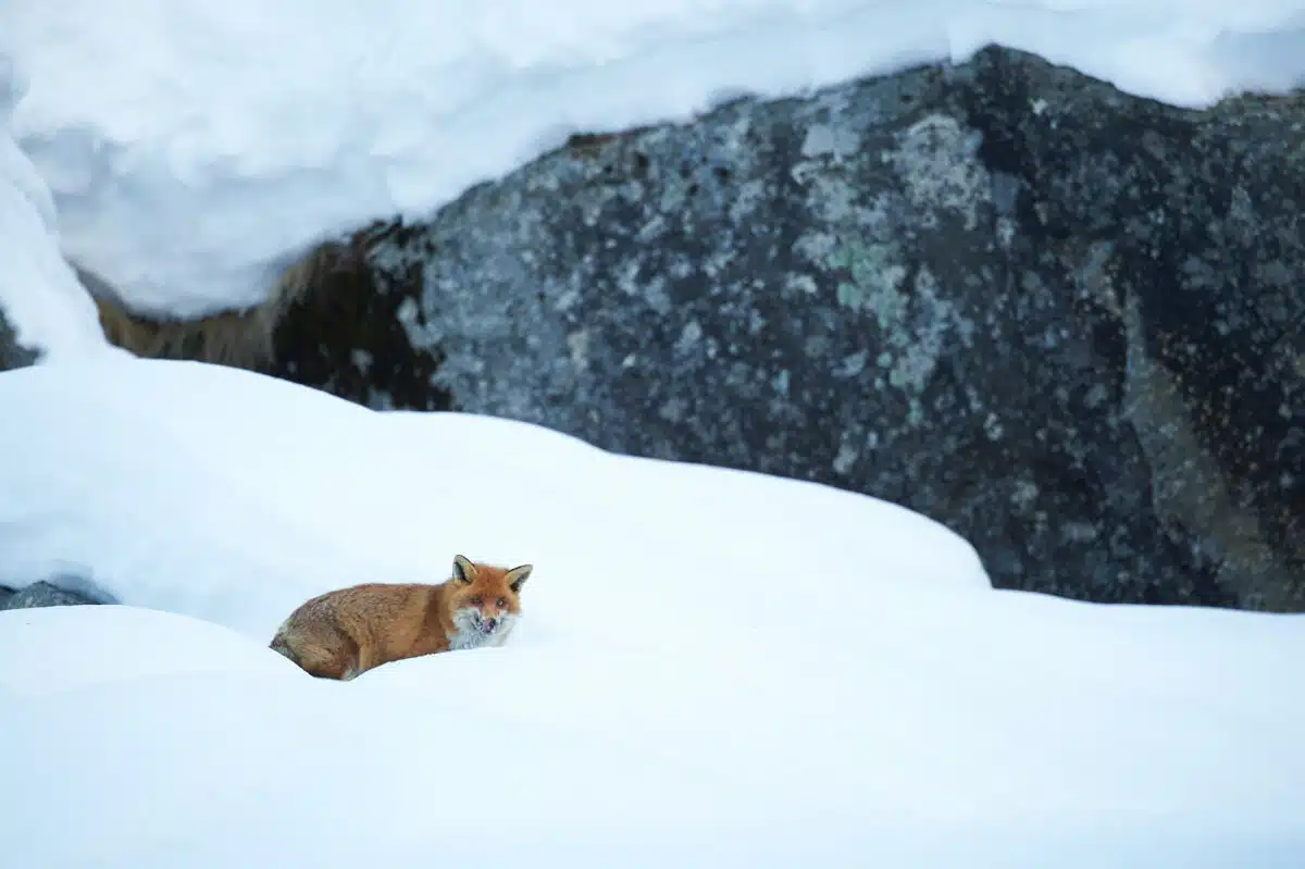 Rotfuchs im Winter, Gran Paradiso
