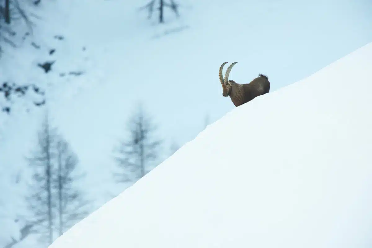 Alpensteinbock im Gran Paradiso im tiefsten Winter