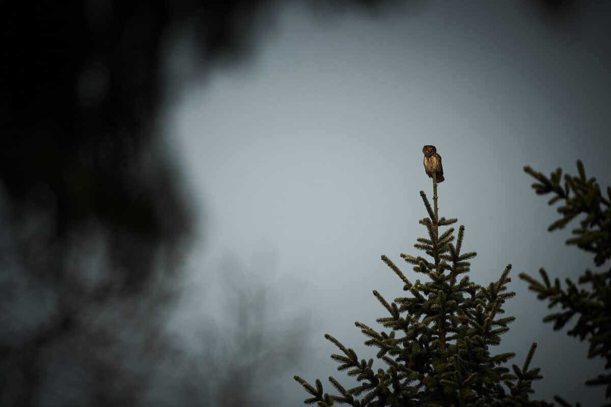 A pygmy owl calls from a spruce top.